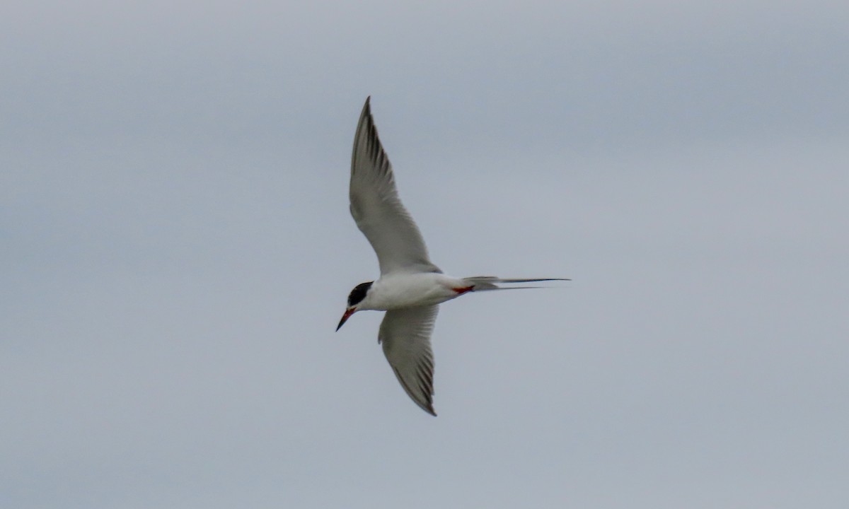 Forster's Tern - ML634734703