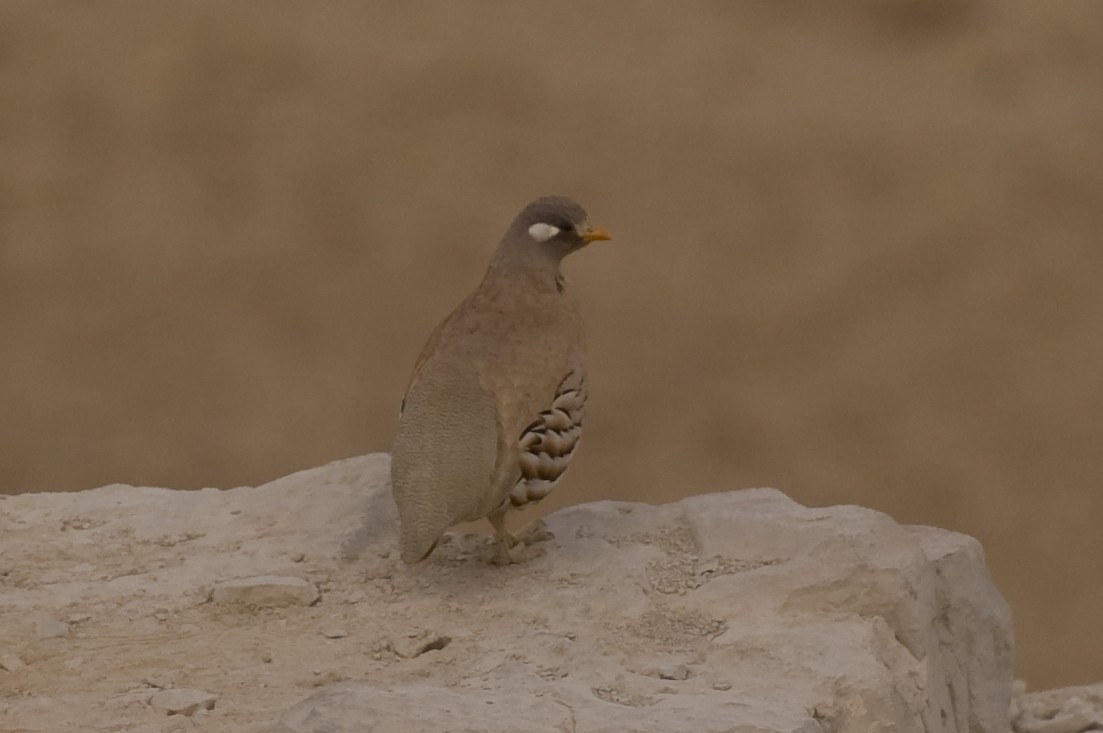 Sand Partridge - ML634734736
