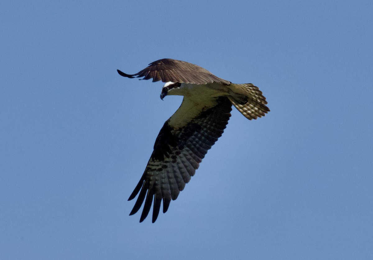 Balbuzard pêcheur - ML634734740
