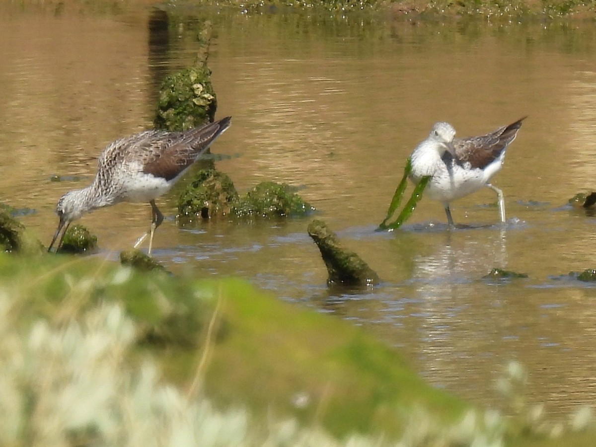 Common Greenshank - ML634734768