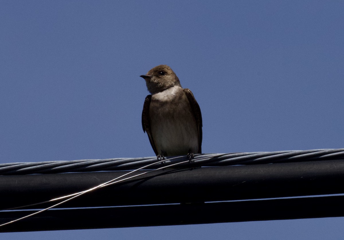 Hirondelle à ailes hérissées (groupe serripennis) - ML634734780