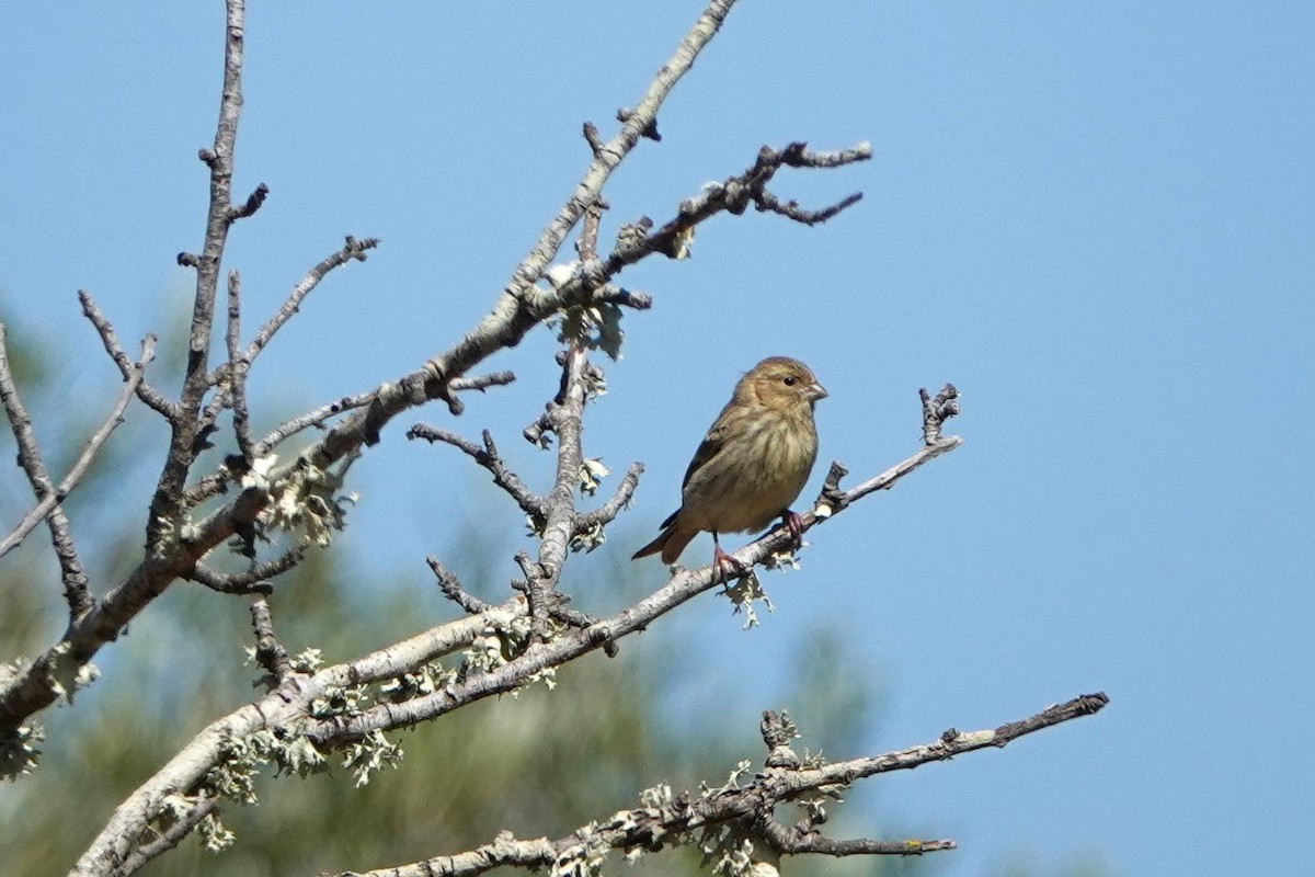 European Serin - ML634734846