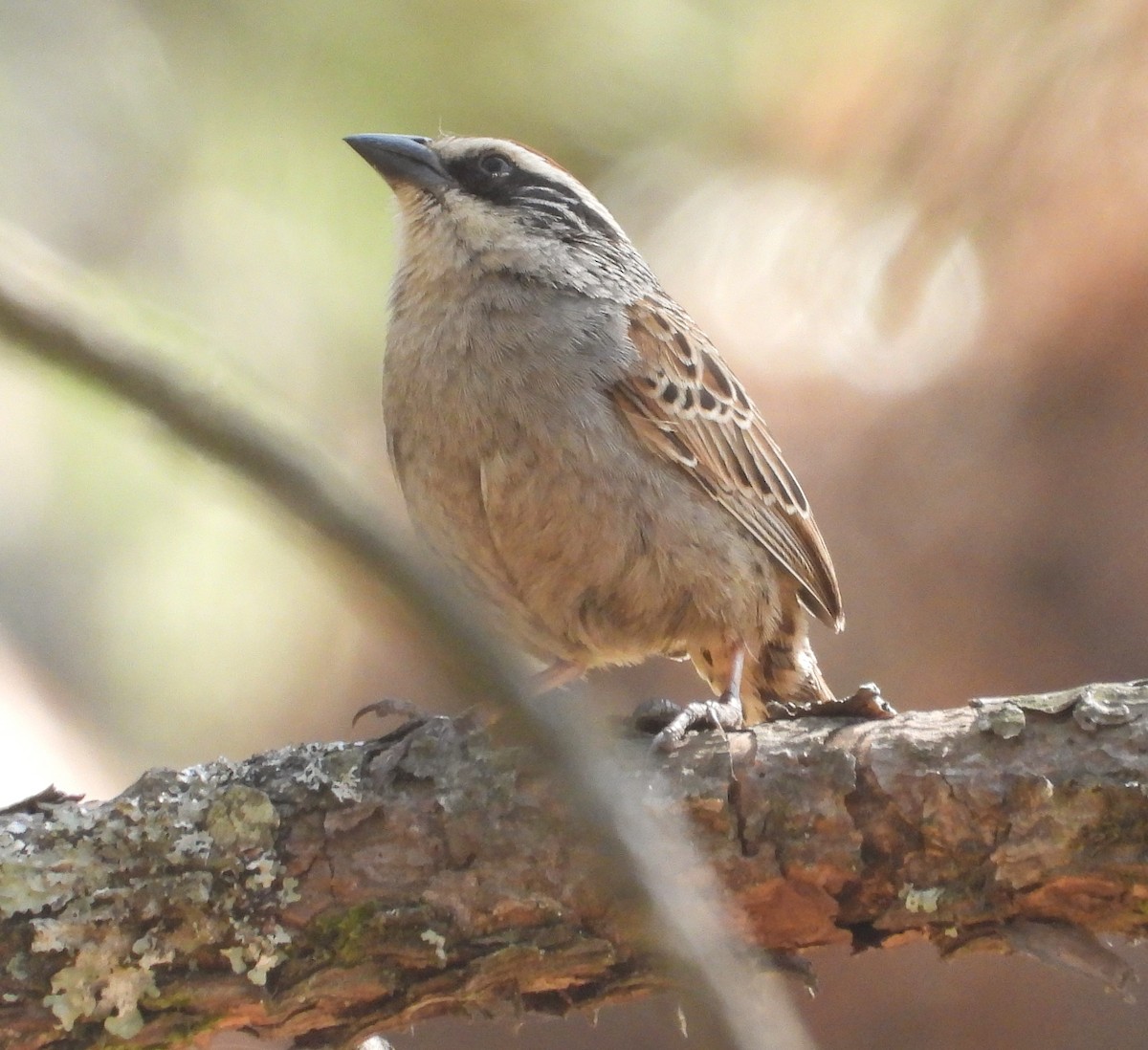 Striped Sparrow - ML634734868