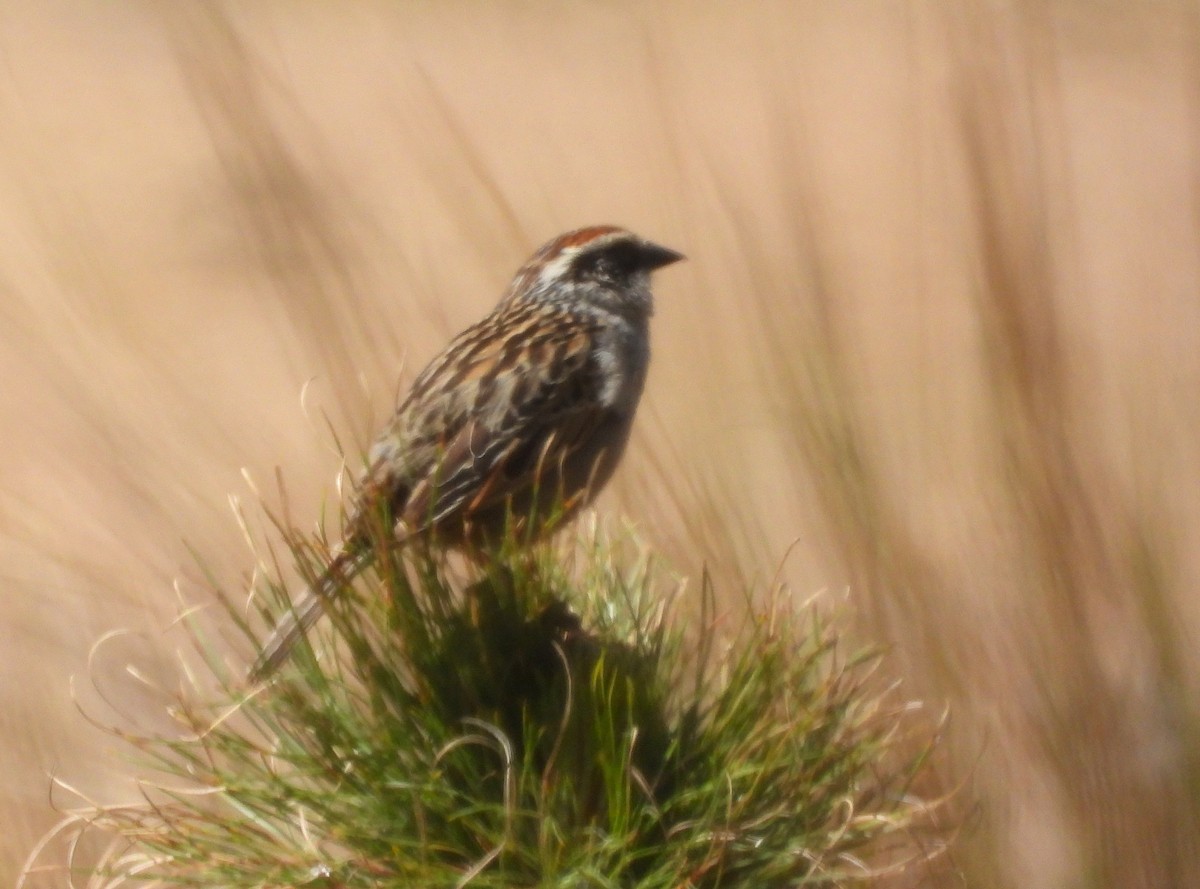 Striped Sparrow - ML634734869