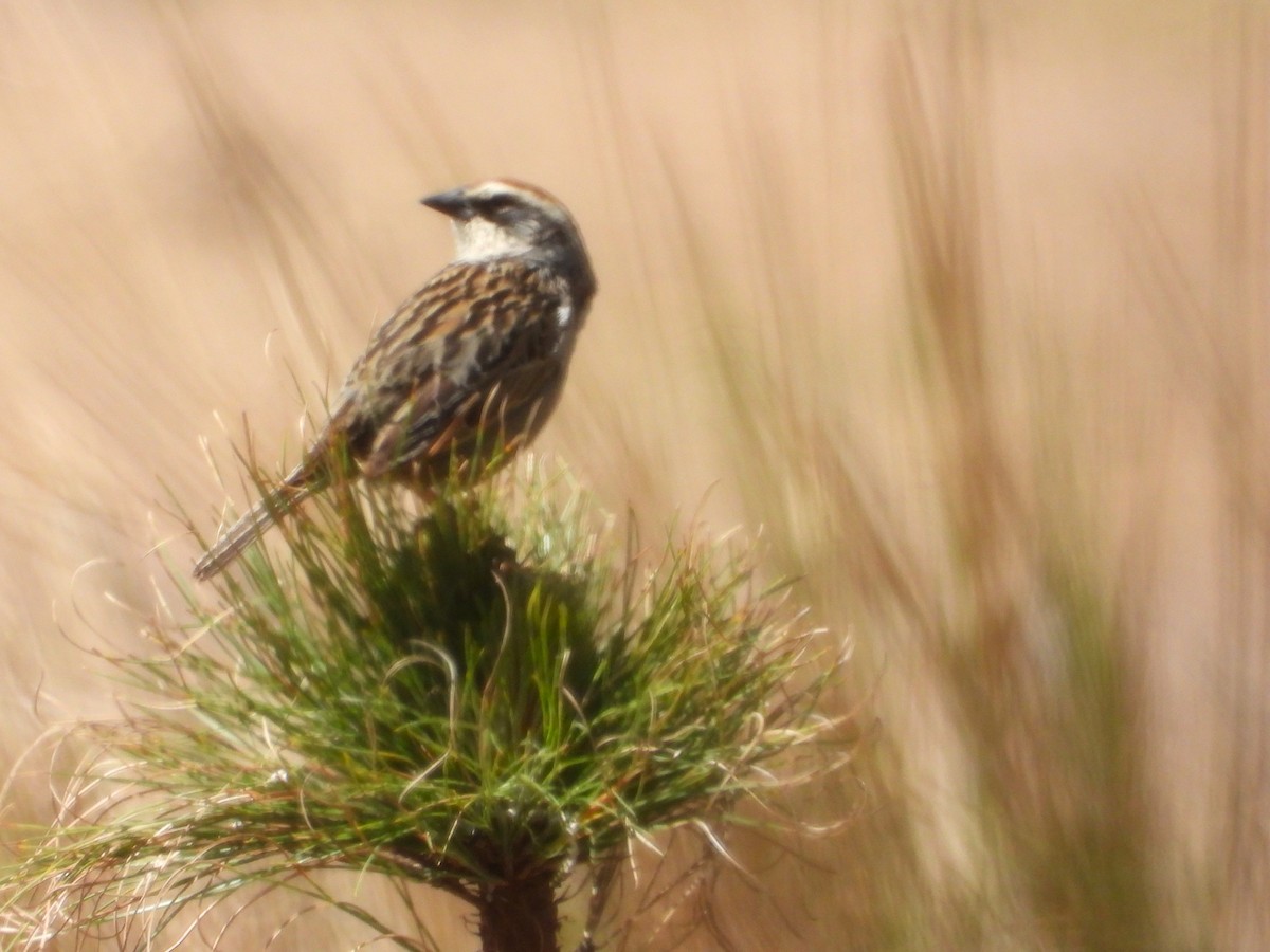 Striped Sparrow - ML634734870