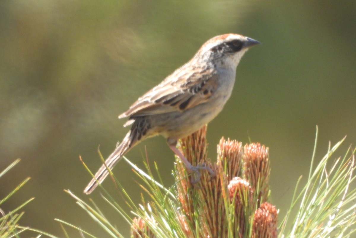 Striped Sparrow - ML634734871