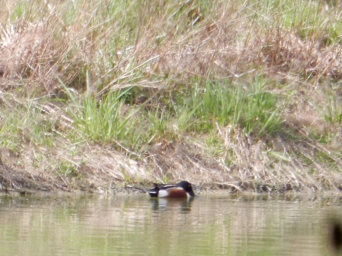 Northern Shoveler - ML634734926