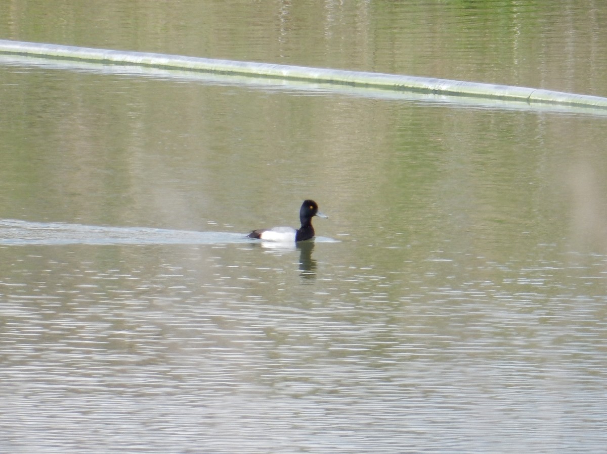 Lesser Scaup - ML634734937
