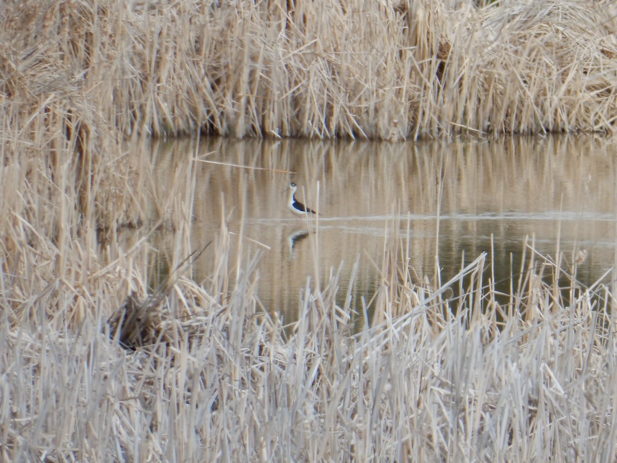 Black-necked Stilt - ML634734964
