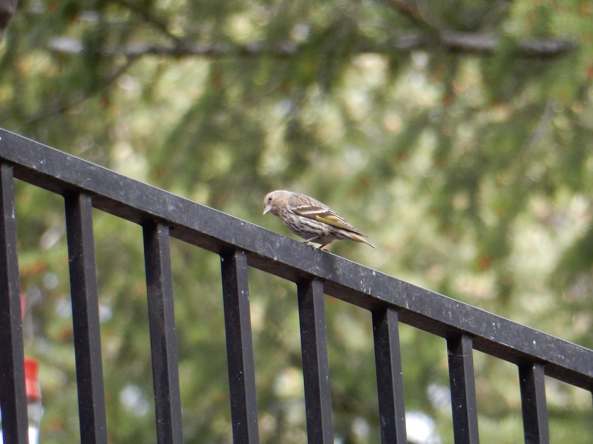 Pine Siskin - ML634734986