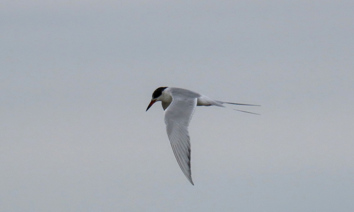 Forster's Tern - ML634734987