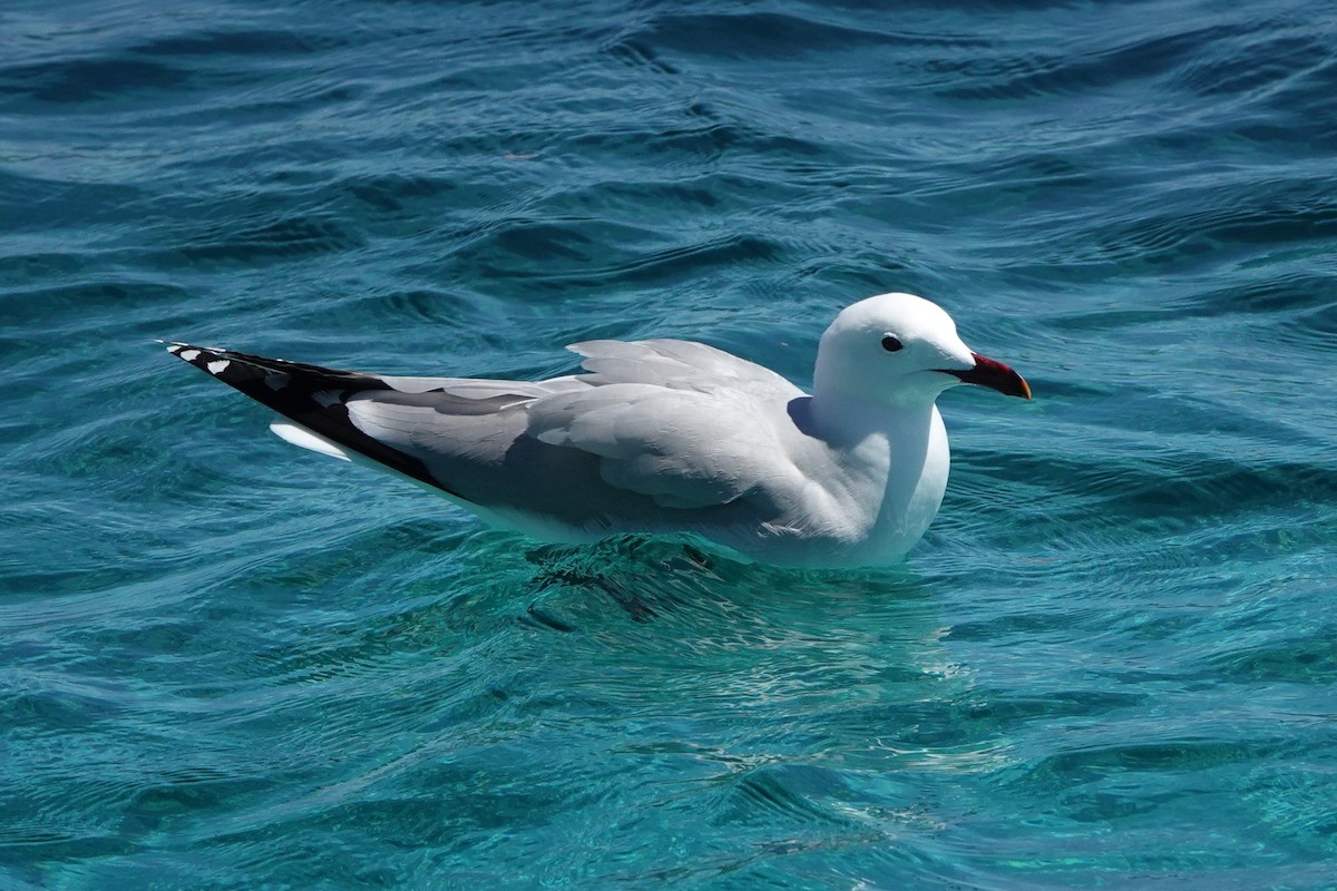 Audouin's Gull - ML634735054