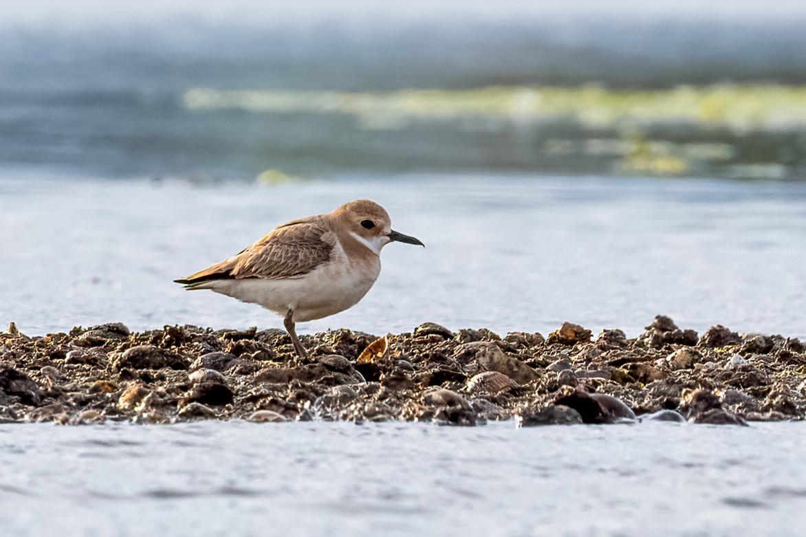 Greater Sand-Plover - ML634735187