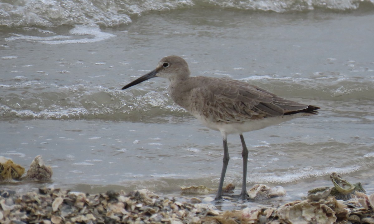 Willet - ML634735199