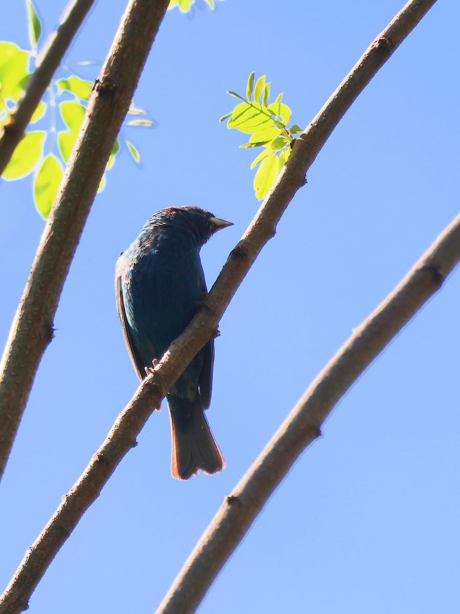Indigo Bunting - ML634735312