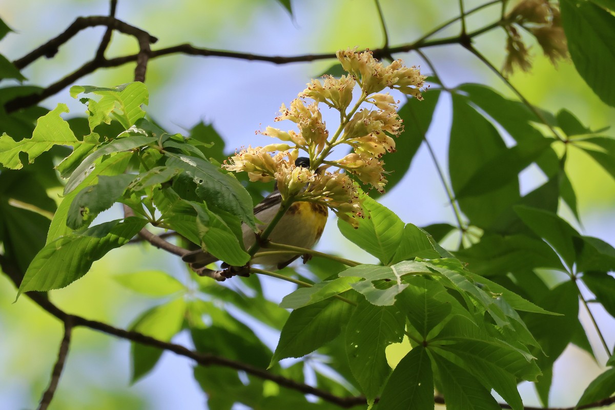 Northern Parula - ML634735360