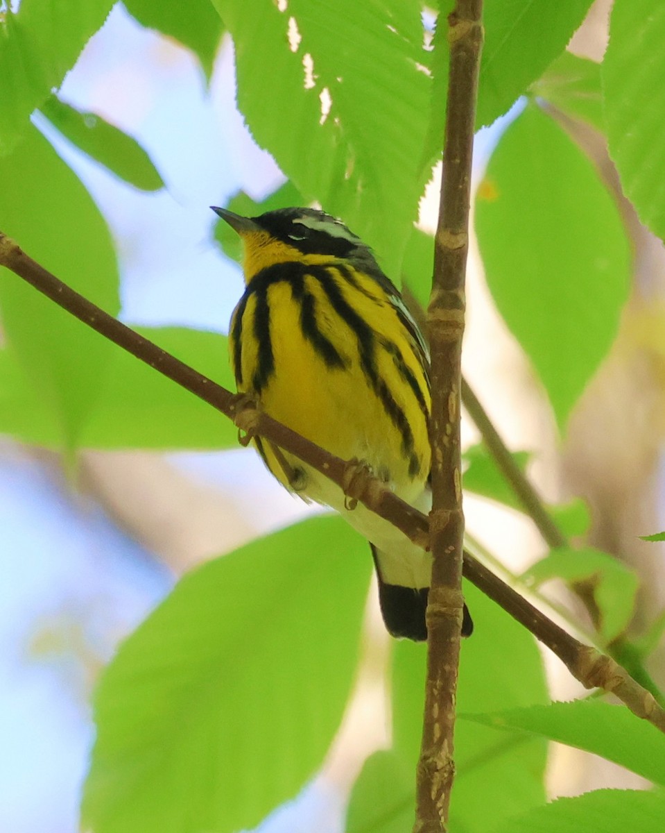 Magnolia Warbler - ML634735384