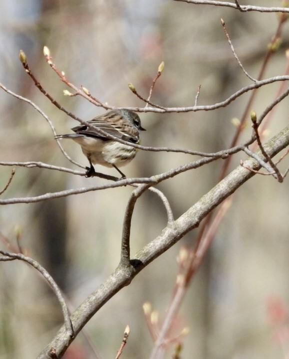 キヅタアメリカムシクイ - ML634735704