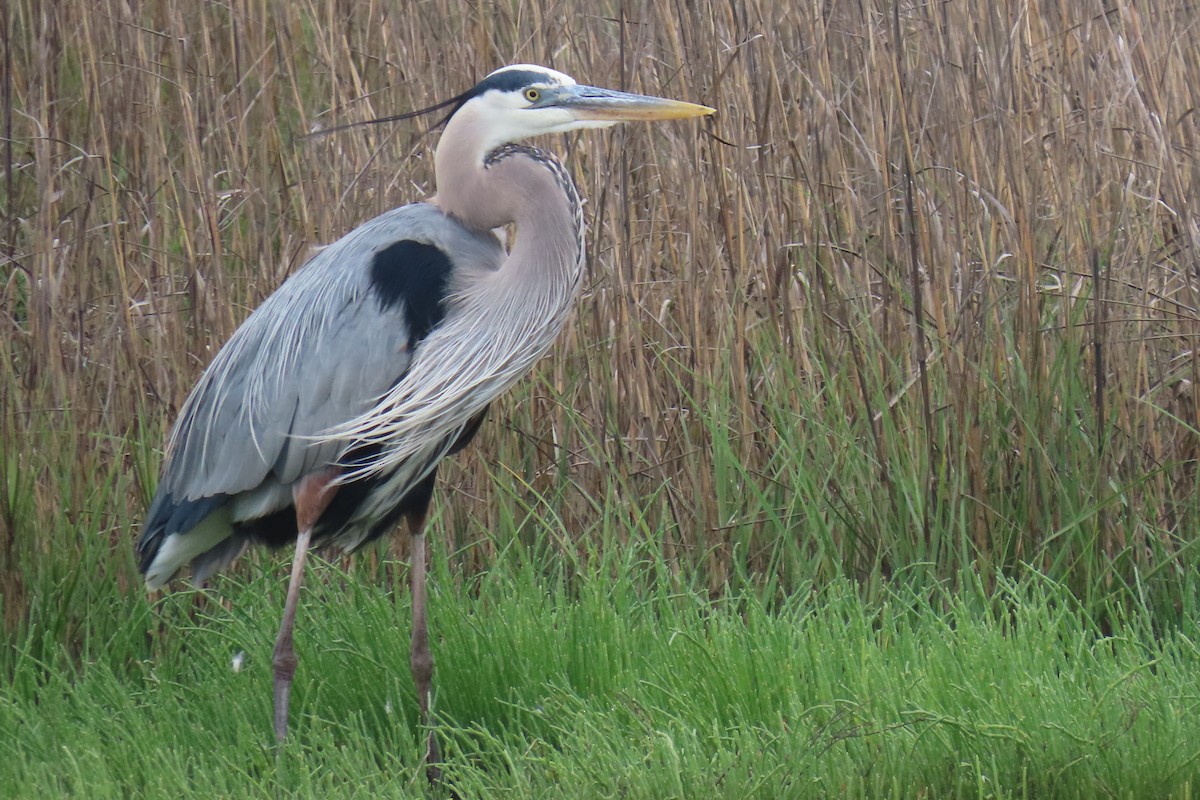 Great Blue Heron (Great Blue) - ML634735720