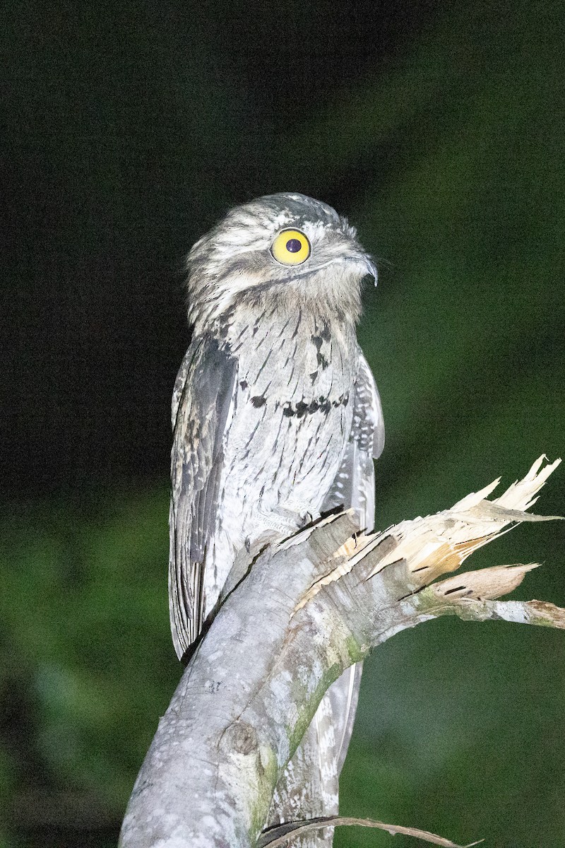 potu středoamerický - ML634735820