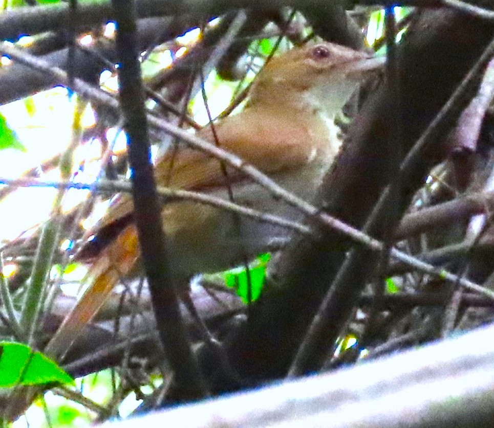 Terrestrial Brownbul - Emilio Martínez Sabarís