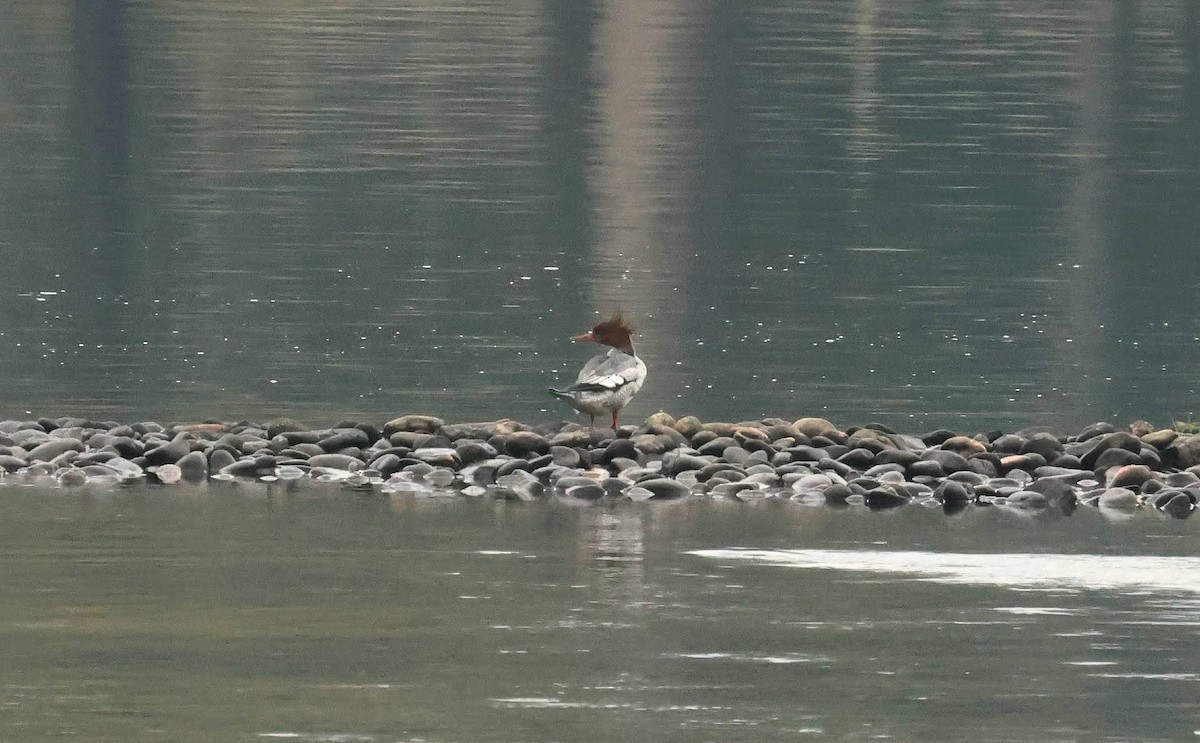 Scaly-sided Merganser - ML634735930