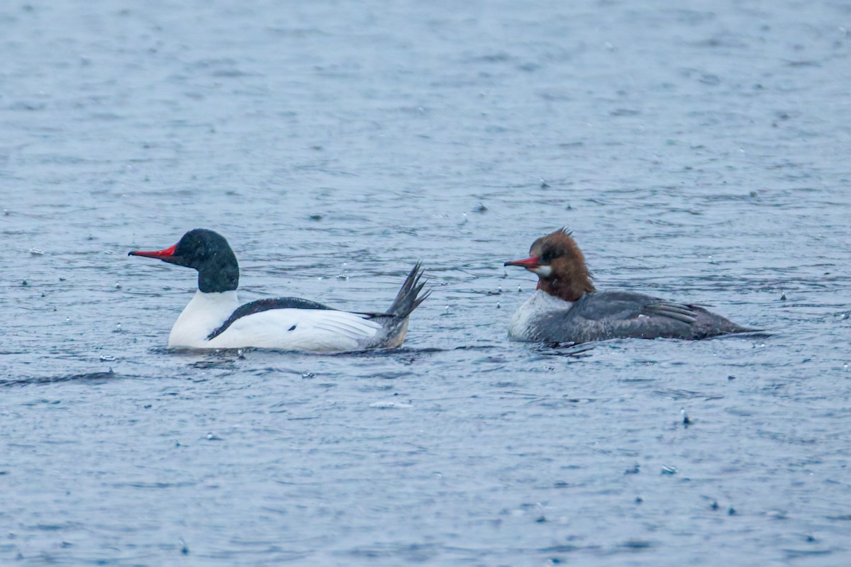 Common Merganser (North American) - ML634735954
