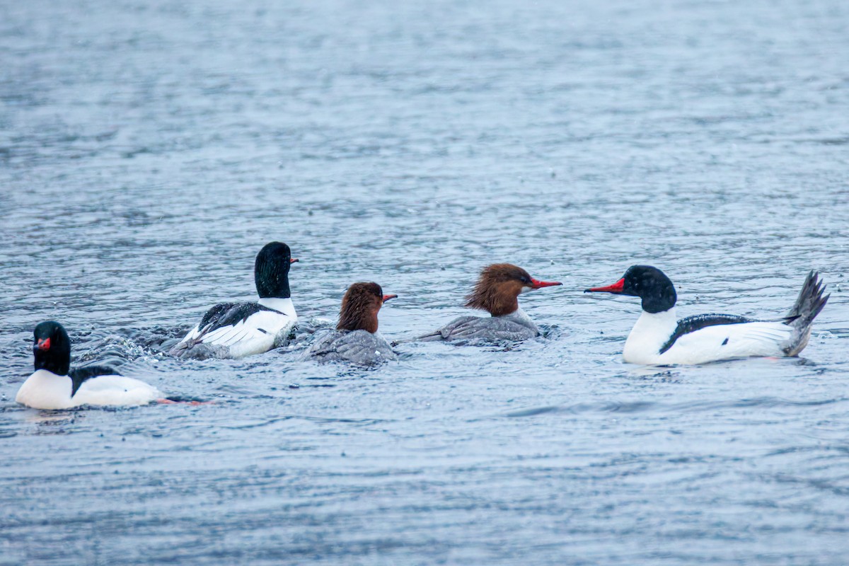 Common Merganser (North American) - ML634735955