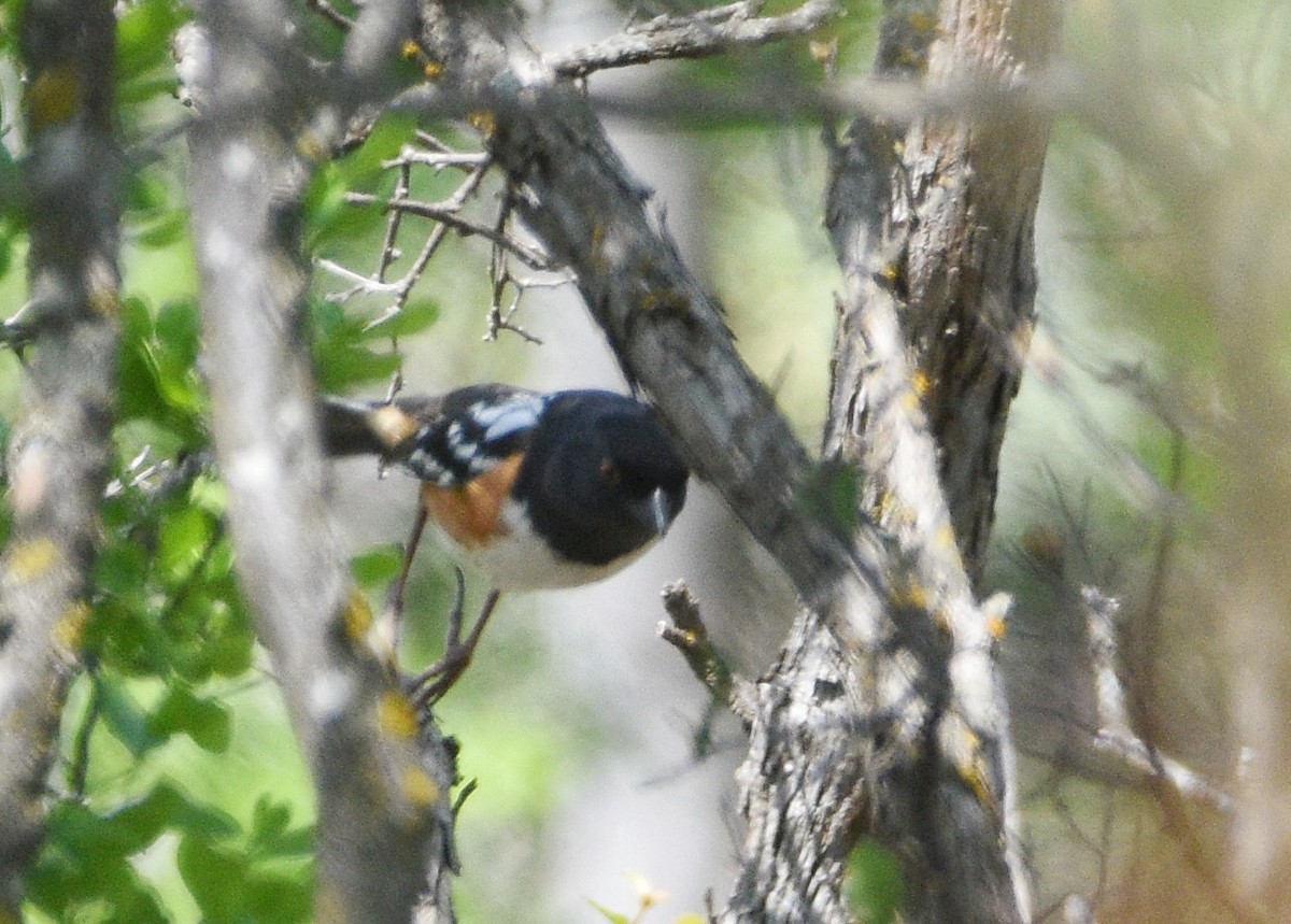Spotted Towhee - ML634735983