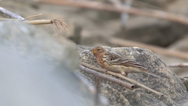 Red-throated Pipit - ML634736052