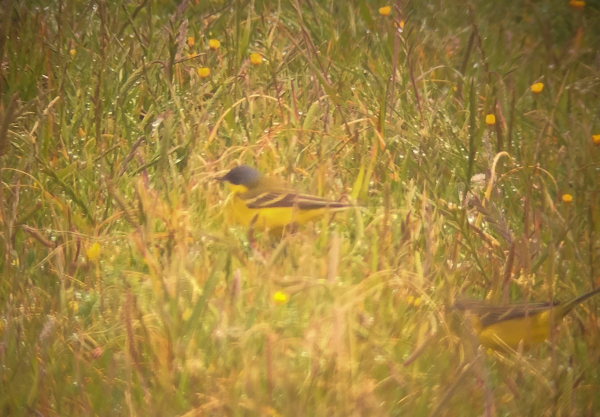 Western Yellow Wagtail (thunbergi) - ML634736062