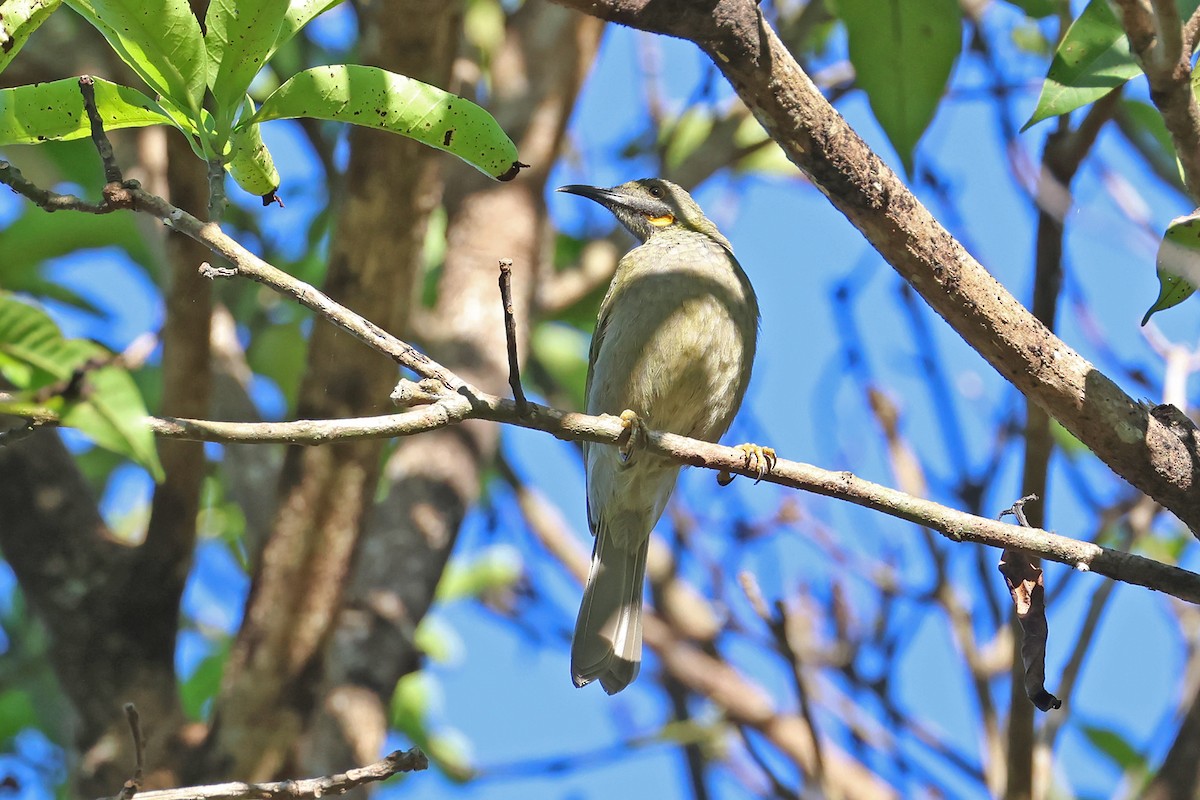 Western Wattled-Honeyeater - ML634736192