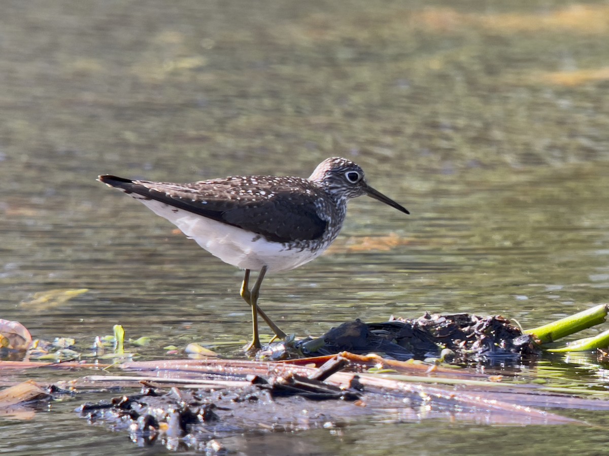 eremittsnipe - ML634736204