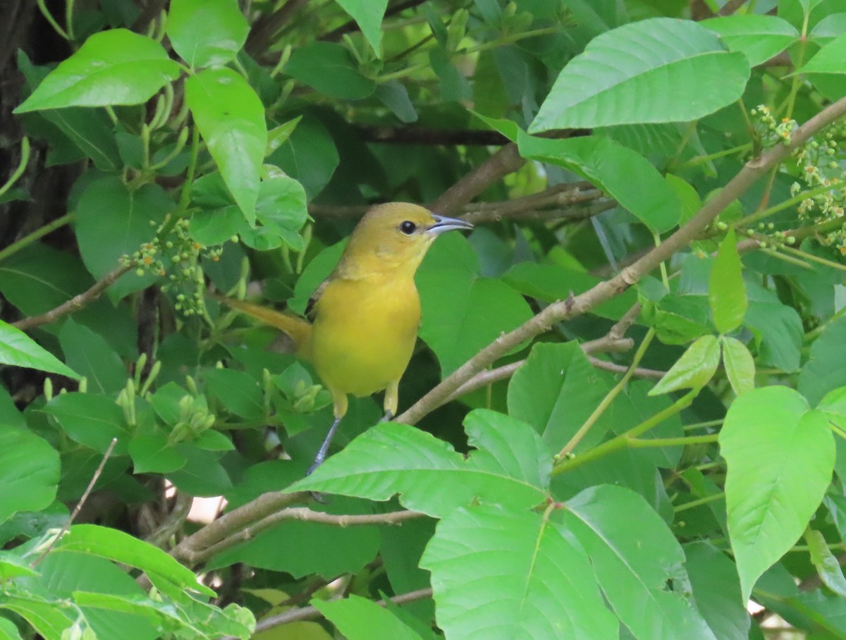 Orchard Oriole - ML634736410
