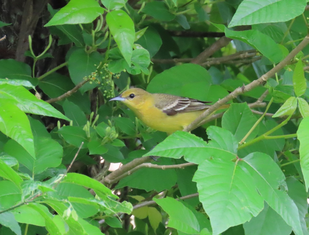 Orchard Oriole - ML634736432