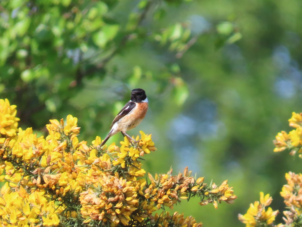 European Stonechat - ML634736455