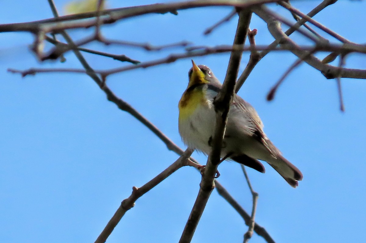 Northern Parula - ML634736513
