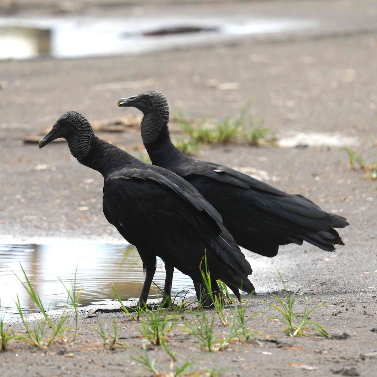 Black Vulture - ML634736546