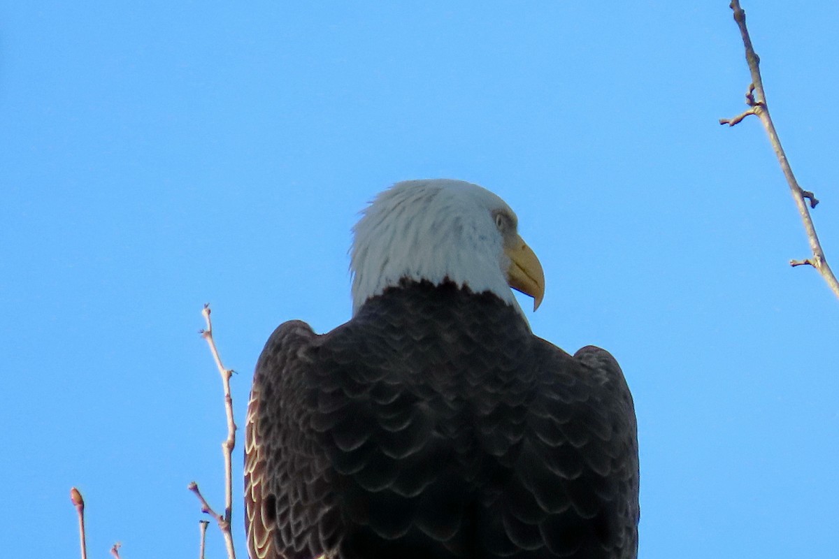 Bald Eagle - ML634736556