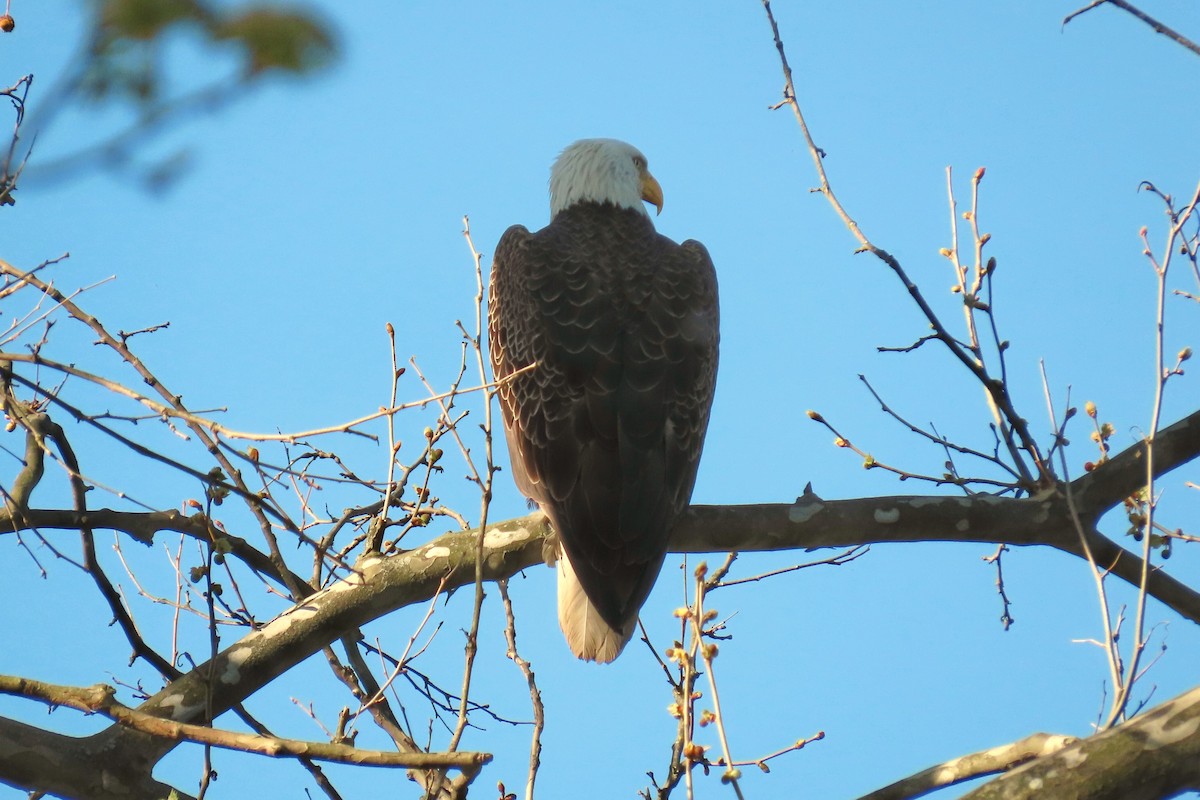 Bald Eagle - ML634736557