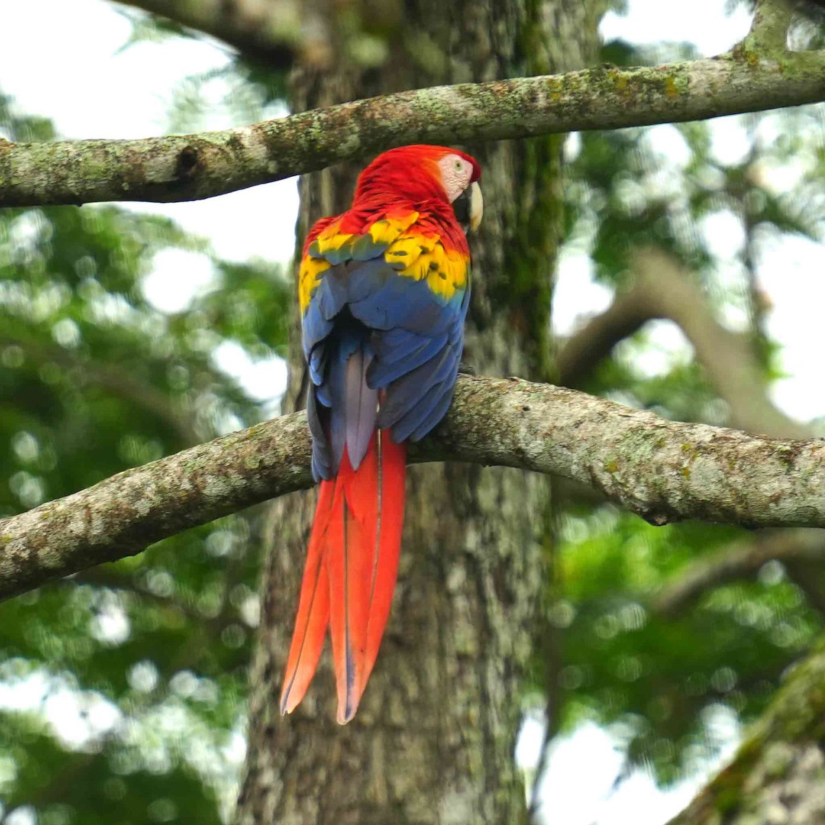 Scarlet Macaw - ML634736559