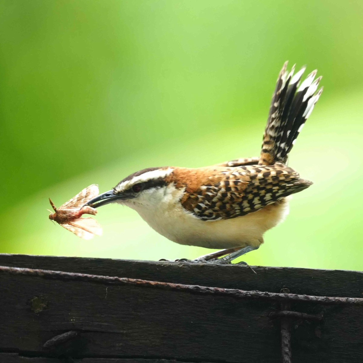 Rufous-backed Wren - ML634736568