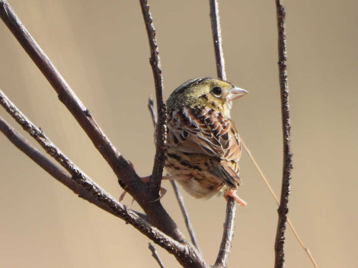 Henslow's Sparrow - ML634736569