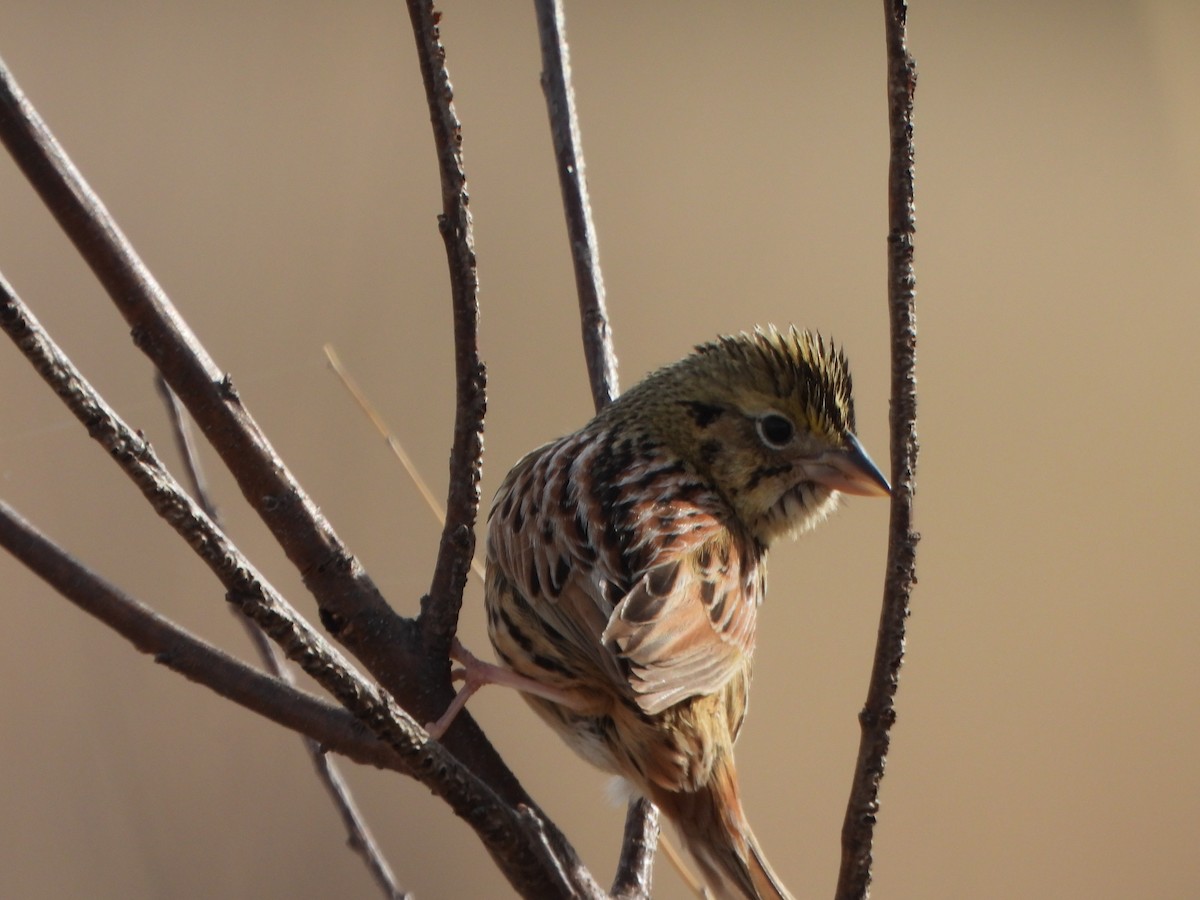 Henslow's Sparrow - ML634736570