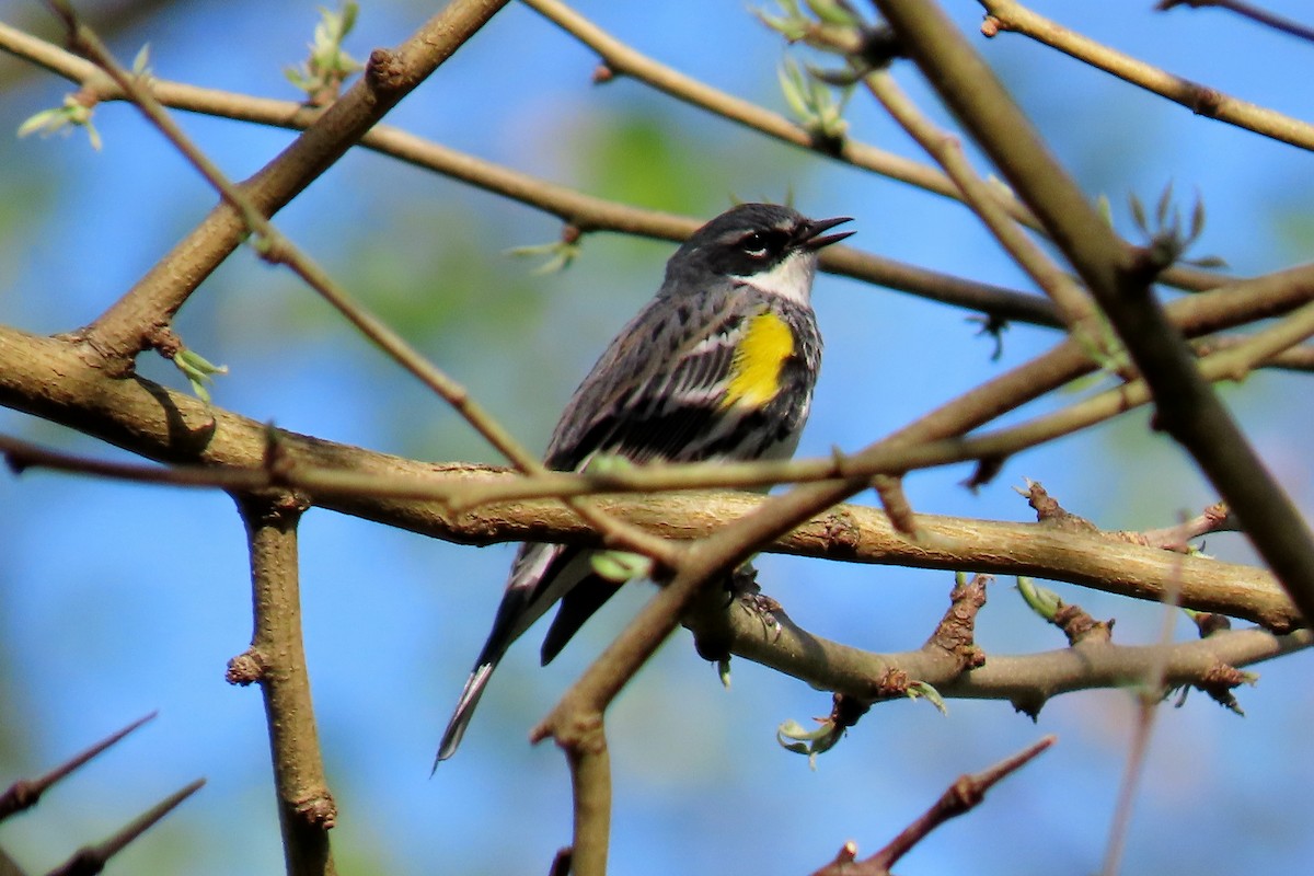 Yellow-rumped Warbler - ML634736592