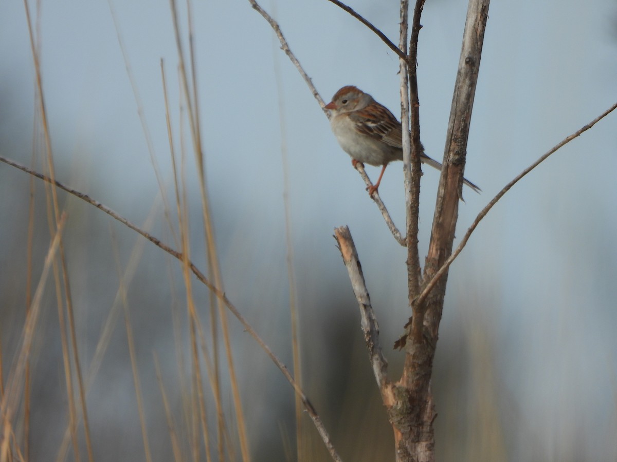 Field Sparrow - ML634736641