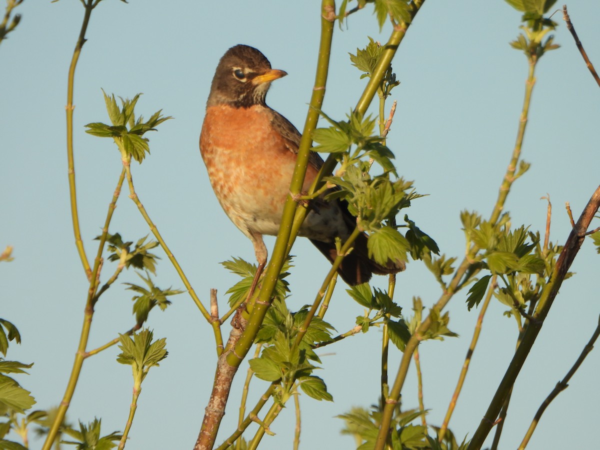 American Robin - ML634736662