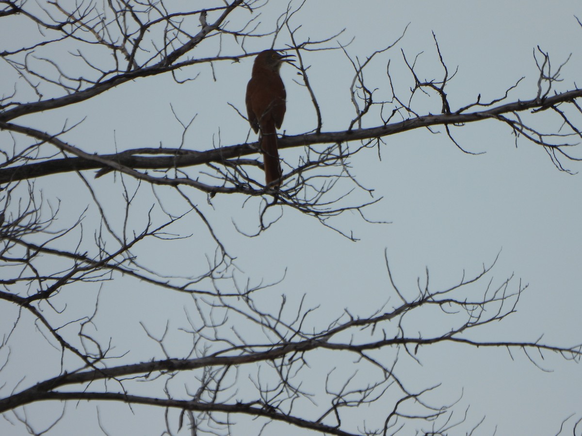 Brown Thrasher - ML634736701
