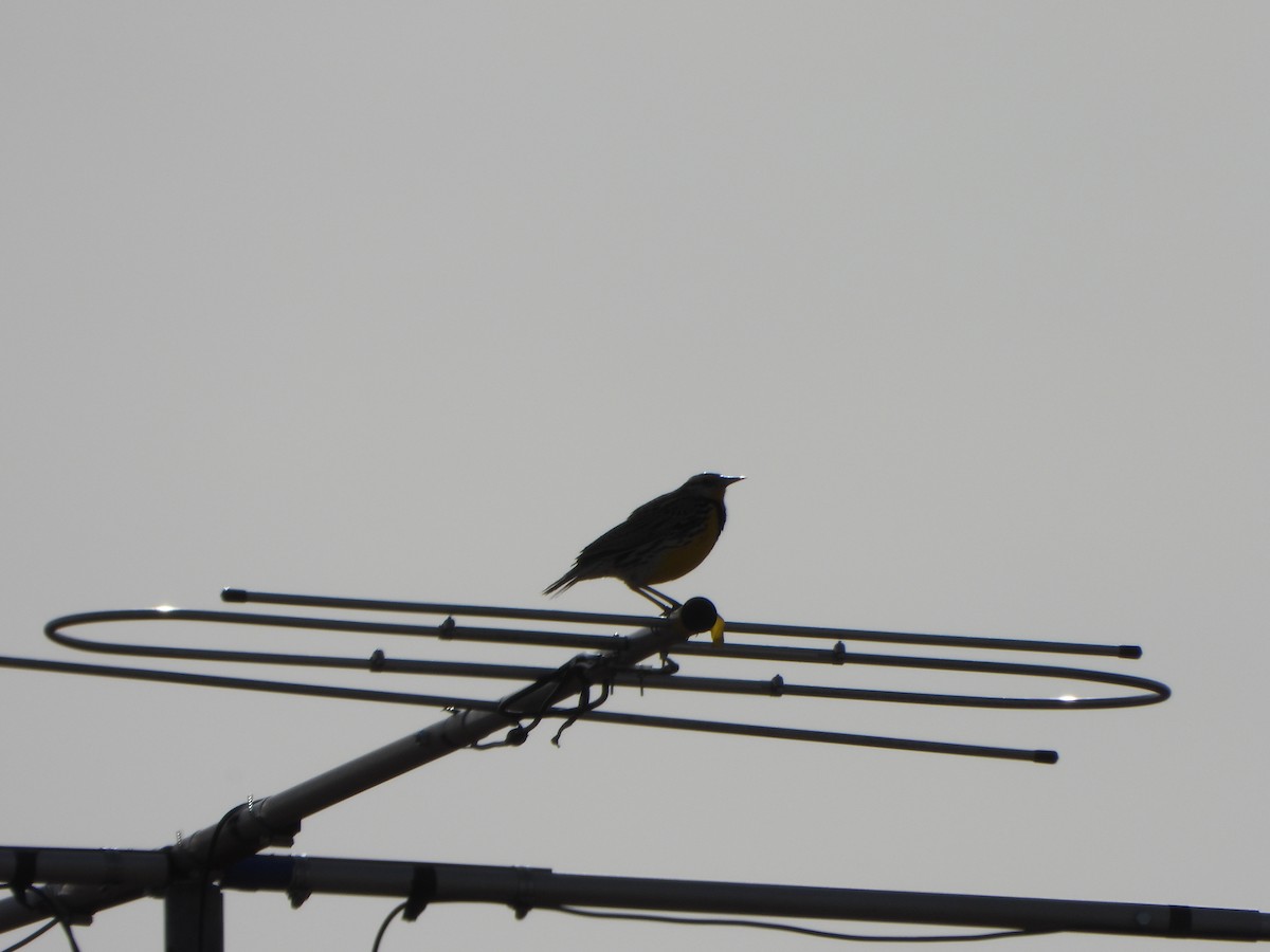 Eastern Meadowlark - ML634736725