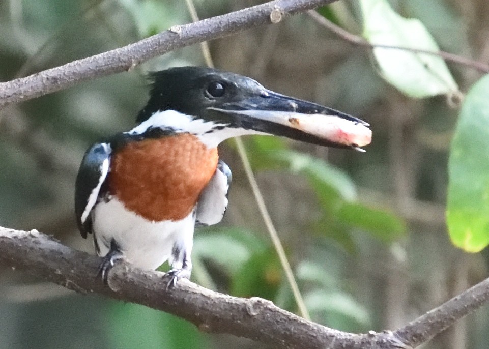 Martín Pescador Amazónico - ML634736756